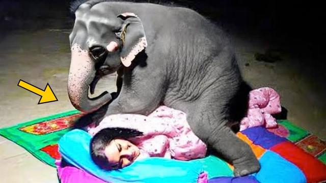 Girl Sleeps With Elephant Every Night Until Vet Notices Why