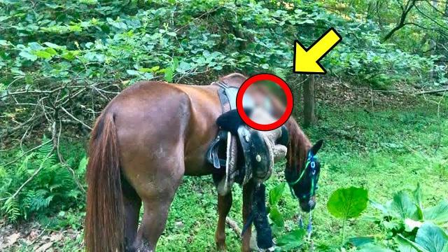 Hikers Spot Lone Horse Out In Forest - They Burst Into Tears When They See What It Carries