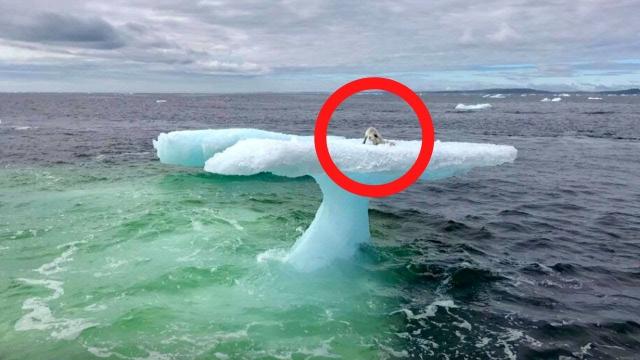 Fishermen Think They Found a Seal on a Floating Iceberg Until They Get Closer and Realize They are !