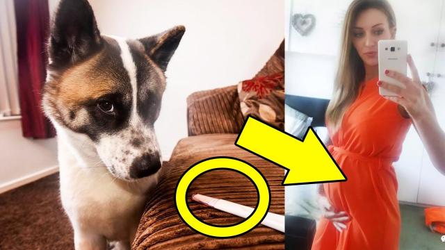 Her Dog Didn't Stop Barking at Her Pregnant Belly, Then She Realized Why