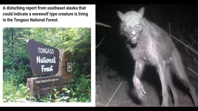 A Strange Creature captured on a motion detector camera believed to be some kind of Werewolf