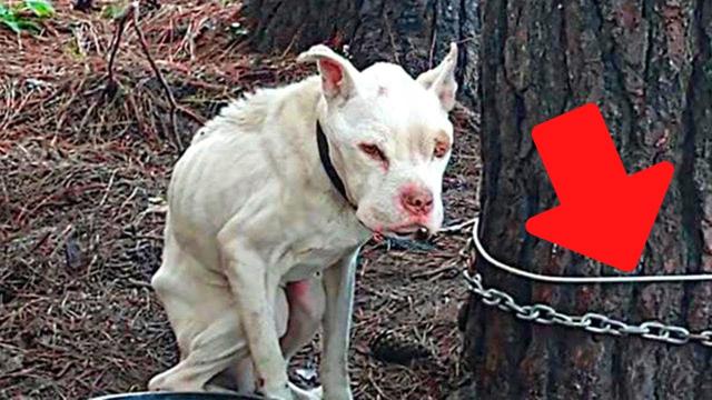 Man finds a pit bull tied to a tree and reads the letter lying next to it