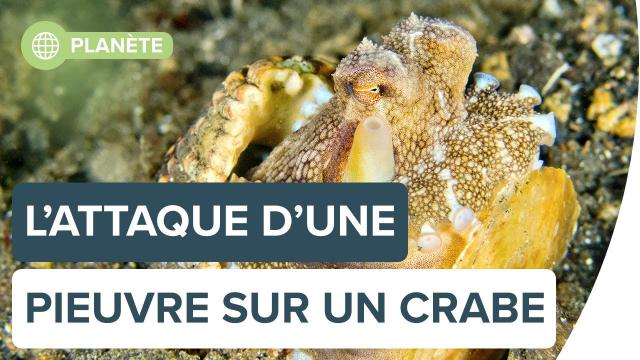 L'attaque surprise d'une pieuvre sur un crabe | Futura