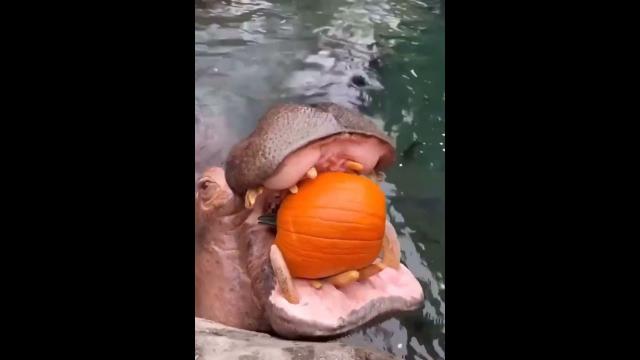 Hippo Eat Pumpkins 3