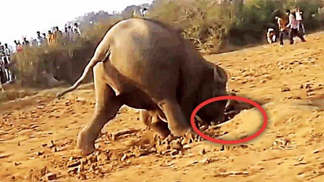 The Elephant Who Dug A Hole For 11 Hours Finally Pulls Out Something No One Expected … OMG