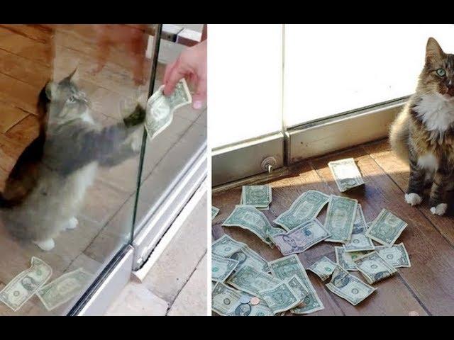 Kitty Surprises His Humans When They Find Out He's Been Snatching Money