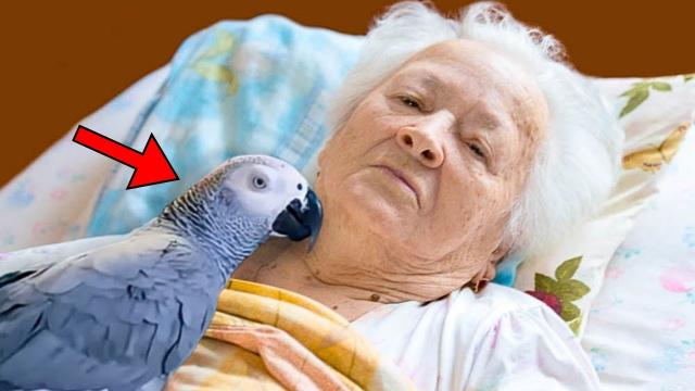 Dying Woman Says Goodbye To Her Parrot,  Parrot’s Reaction Surprised Everyone