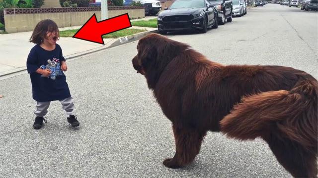 Boy Meets Dog in The Street – No One Expected What Happened Next !