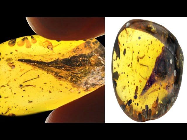 Smallest Dinosaur Ever Discovered Found Perfectly Trapped in Amber 2020