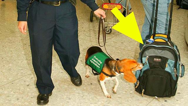Airport Dogs Sniff out the Strangest Creatures Living in One Man's Luggage