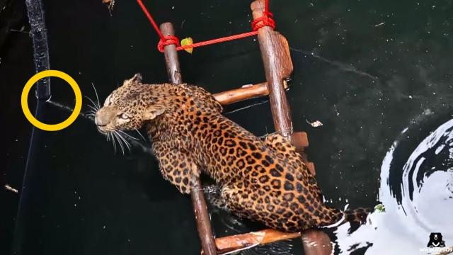 Trapped Jaguar Refuses To Be Rescued - Rescuers Stop Cold When Realizing Why