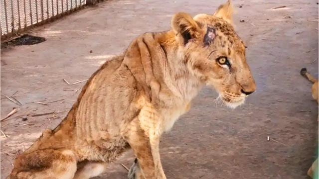 Dying Lioness Had No Hope of Survival, But Suddenly She Heard a Voice that Changed Her Life