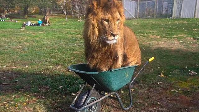 Lion Refuses To Leave Wheelbarrow - When Vet Examined It, He Turns Pale