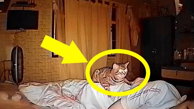 Cat Won’t Stop Staring At Dad All Night, Dad Checks Video And Realizes Why