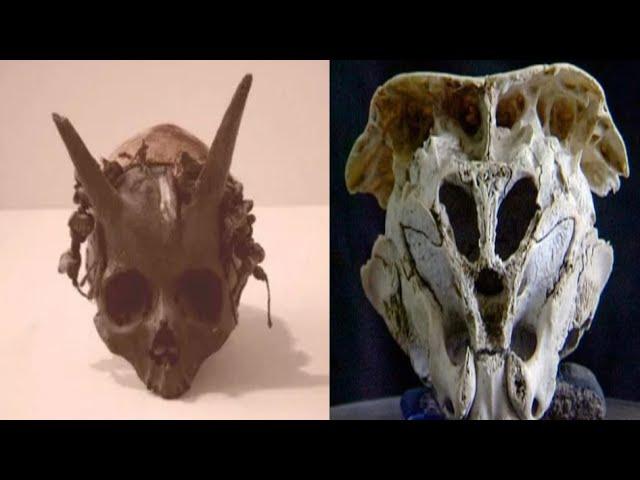 Ancient Giant Skulls With Horns Discovered At Sayre In The 1880s