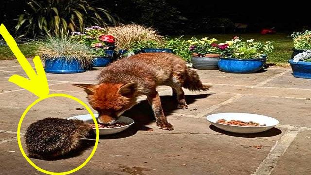 A Woman Feeds Wild foxes, Weeks Later Another Small Creature Begins To Appear !