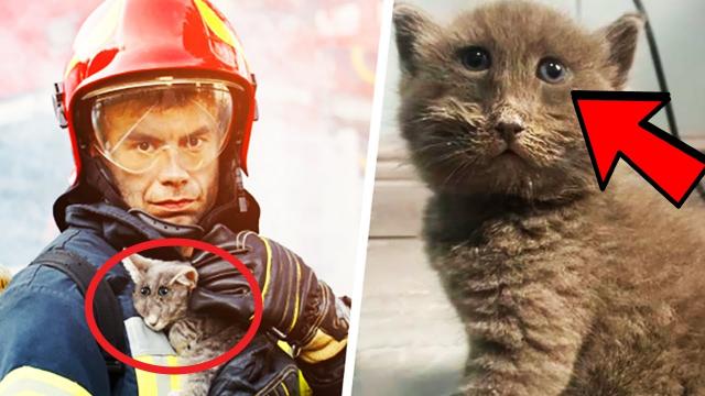 Fireman Saves Strange Cat - Then The Vet Says ”We Have A Big Problem”