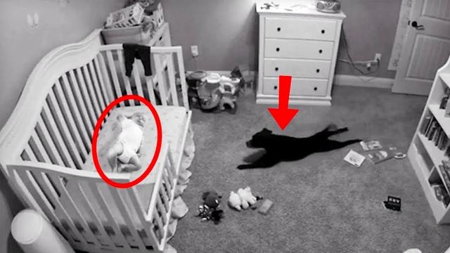 Baby Left Home Alone With Dog - When His Mother Returns, She Bursts Into Tears