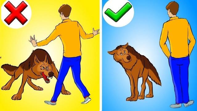 Warning If A Service Dog Approaches You Without Its Owner, Here’s What To Do ?