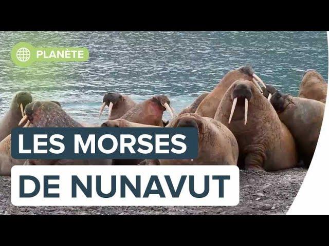 Les morses du Nunavut vus par Florian Ledoux | Futura