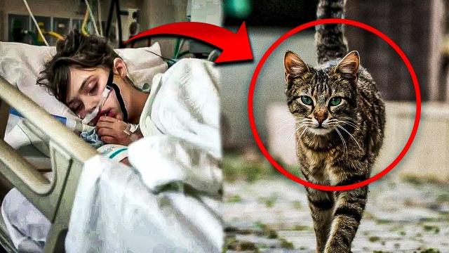 The hospital cat asked to go into a patient room... Later, the whole world got to hear this story