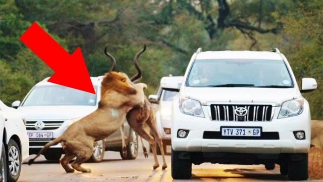 Tourists Were Driving Through A Game Reserve When Mother Nature Revealed Herself