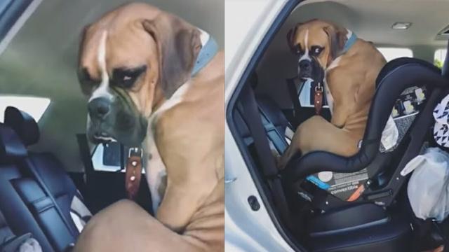 Mom tells dog to “get out the car” – his response has the internet in fits of laughter