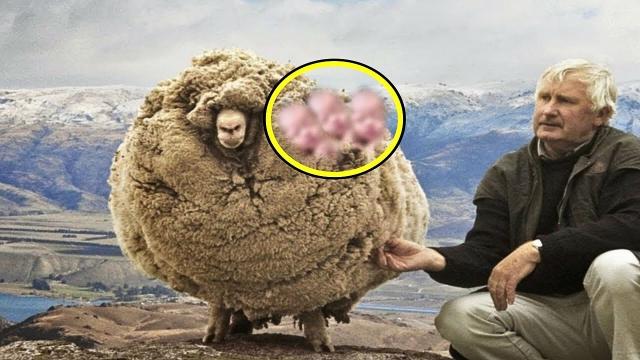 Woman Takes Sheep To Groomer - Groomer Bursts Into After Seeing It's Not A Sheep