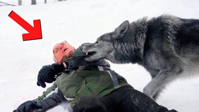 The Wild Wolf's Reaction To The Man Who Rescued Him From A Trap Is Priceless