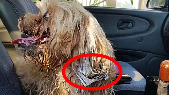 Man Who Finds Lost Dog On The Street Sees A Dark Note On Her Neck