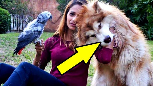 Woman Adopts a Tiny Pet Without Realizing What It'd Grow Up to Be