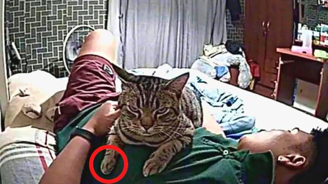 He Immediately Called the Authorities When He Saw What His Cat is Doing While He Sleep Hidden Camera
