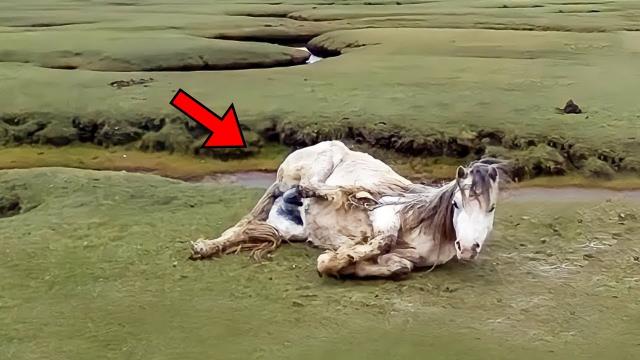Wild Horse Refuses To Stand Up  Vet Orders The Police To Be Involved When He Sees The Ultrasound