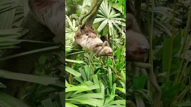 Maman paresseux en sieste à l’horizontale avec son petit ! ????♥️