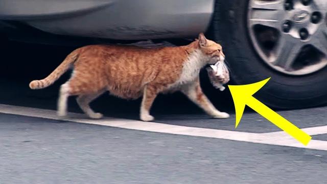 This Fussy Cat Refused Food That Wasn’t Bagged Up. Then A Woman Followed Her And Solved The Mystery