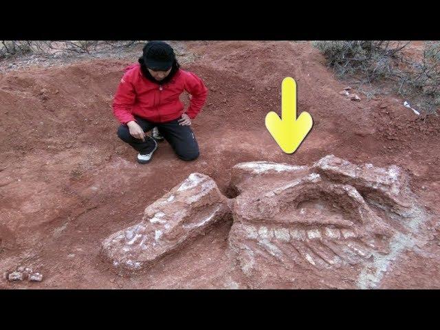 New Species Of Dinosaur  Discovered In South Africa 2019