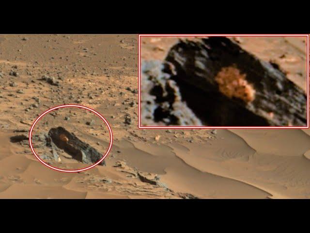 Martian Rat caught in a photo sent by the rover curiosity