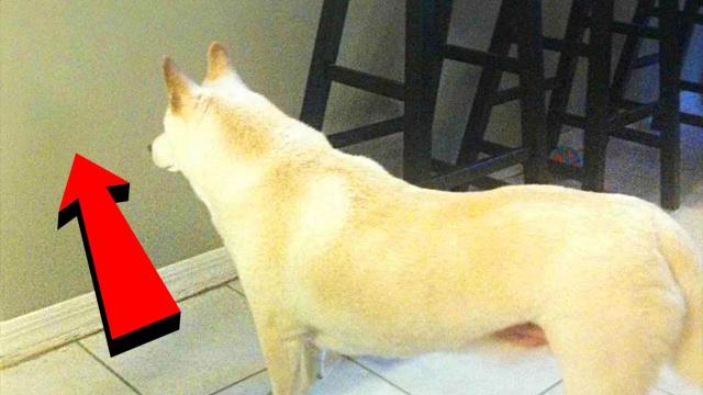 His Dog Was Staring So Intently At The Wall This Man Had No Choice But To Investigate