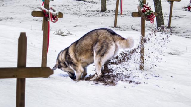 Dog Furiously Starts To Dig At Grave - Then He Suddenly Stops And Starts Barking