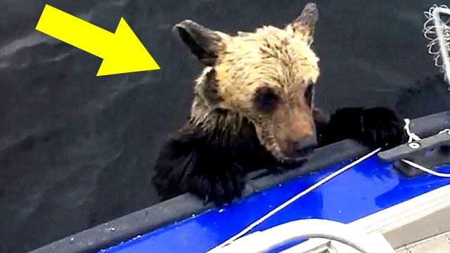 Mama Bear Pleaded to Him to Save Her Drowning Cubs, Then This Happened