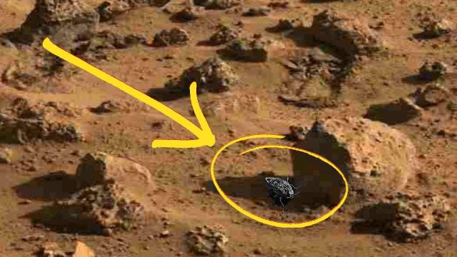 Do These Photos Prove There Are Insects On Mars?