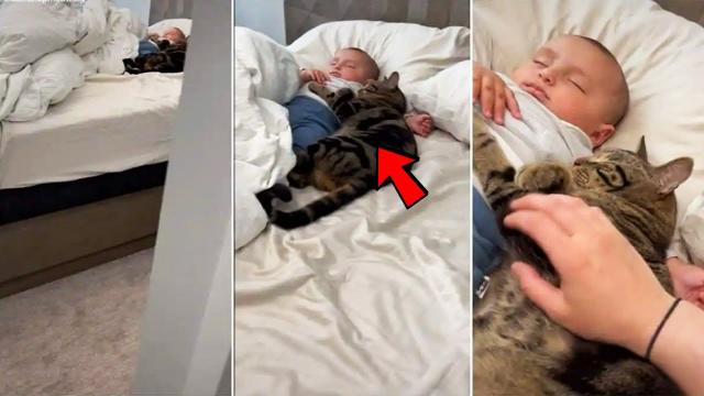 Cat Won’t Let Baby Sleep Alone – When Parents Discover Why They Call The Police