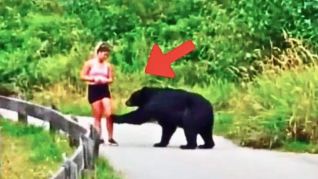 Bear Tries To Get Attention From Runner - When She Realizes Why, She Decides To Follow Him