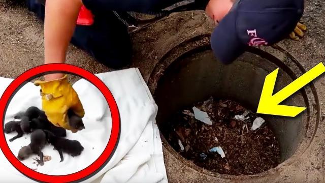 Firefighters Rescue Litter Of Puppies From A Storm Drain To Learn They’re Not Puppies At All
