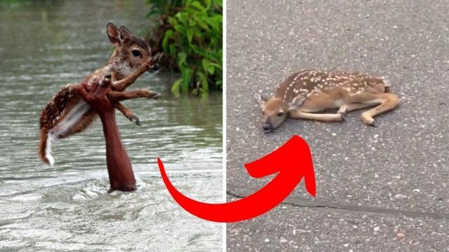 Guy Stumped When Fawn Refuses To Move, Looks Closer And Realizes He Has To Act Fast