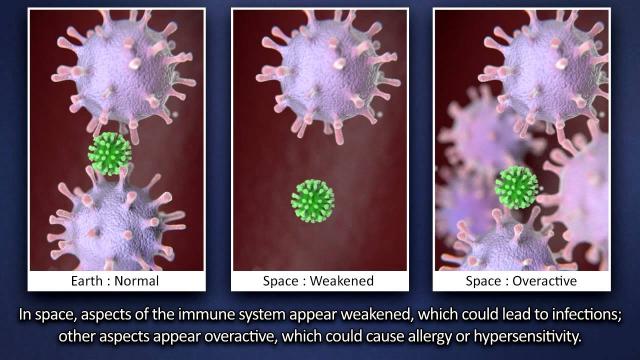 How the Human Body’s Immune System Responds in Microgravity