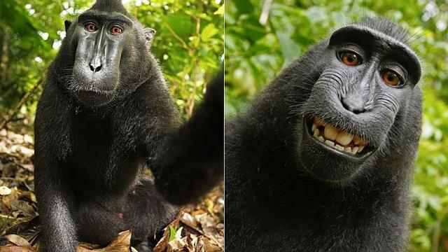 Man Might Lose Everything He Owns All Because A Monkey Took A Selfie With His Camera