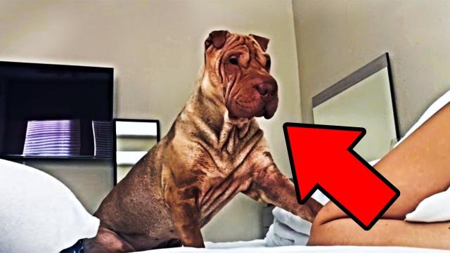 Dad Sets Up Hidden Camera To Find Out Why Dog Stares At Him All Night
