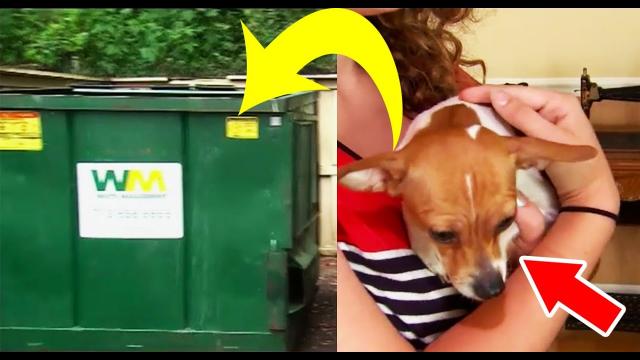 A Young Woman Found A Crate Next to the Dumpster, What She Found Inside Left Her in Tears