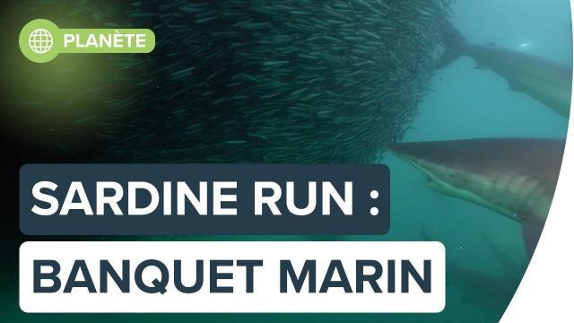 "Sardine run" : la rencontre de milliards de créatures marines | Futura